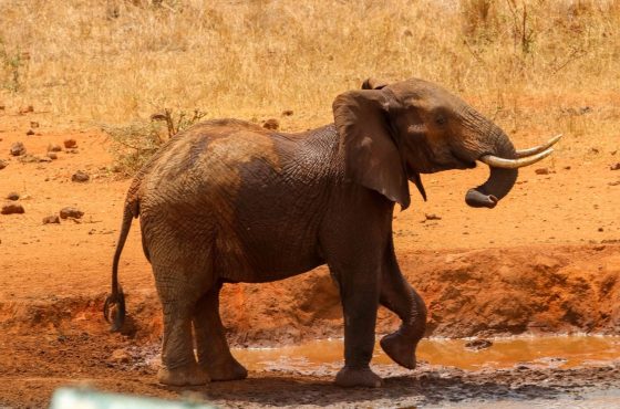13 Days Amboseli, Samburu, Masai Mara & Mombasa Beach Honeymoon