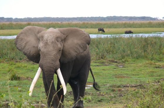 8 Days Amboseli, Tsavo West, Tsavo East & Diani Beach Tour