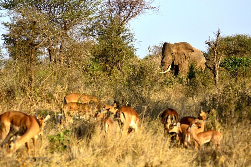 Elephants in Amboseli