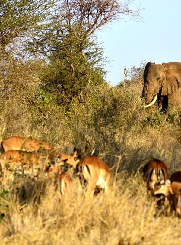 Elephants in Amboseli