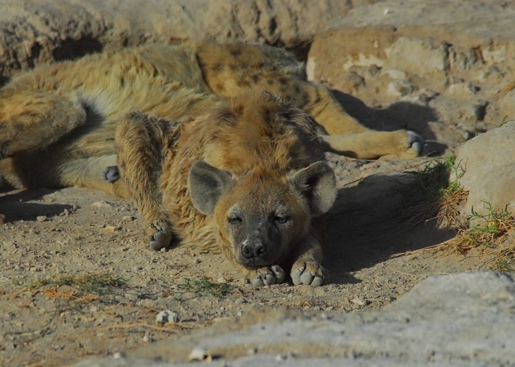Amboseli hyena