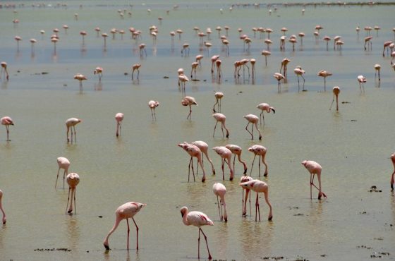 14 Days Kenya & Tanzania Luxury Wildlife Flying Safari