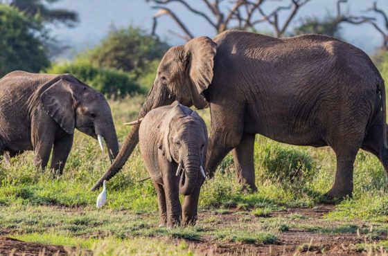 14 Days Best of Kenya & Tanzania Wildlife Tour Adventure