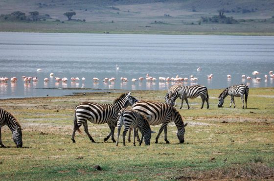 5 Days Lake Manyara, Ngorongoro & Serengeti Safari