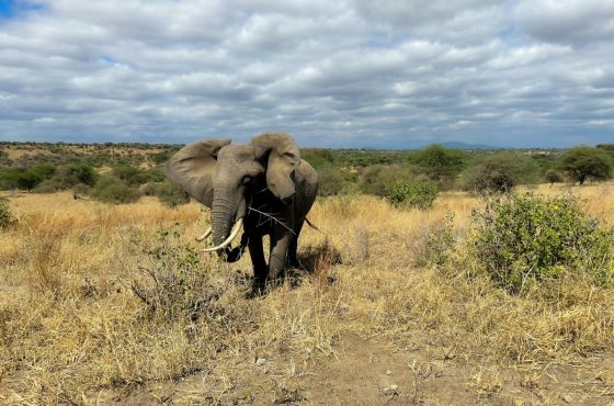10 Days Tanzania Safari & Zanzibar Beach Holiday