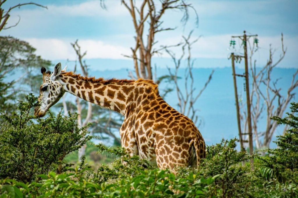 Naivasha lakeside