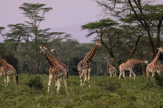 9 Days Amboseli, Nakuru, Masai Mara, Serengeti & Ngorongoro Safari
