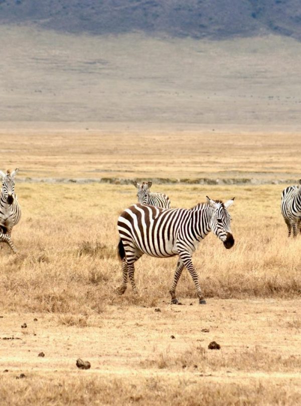 Ngorongoro wildlife