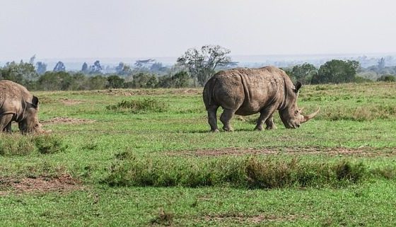 10 Days Aberdares, Sweetwaters, Tsavo West, Taita Hills & Malindi Beach Tour