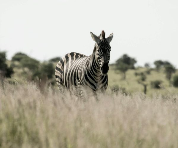 Serengeti Plains