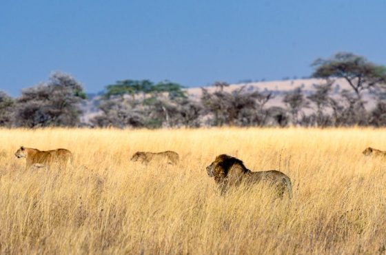8 Days Masai Mara, Lake Manyara, Ngorongoro & Serengeti African Safari