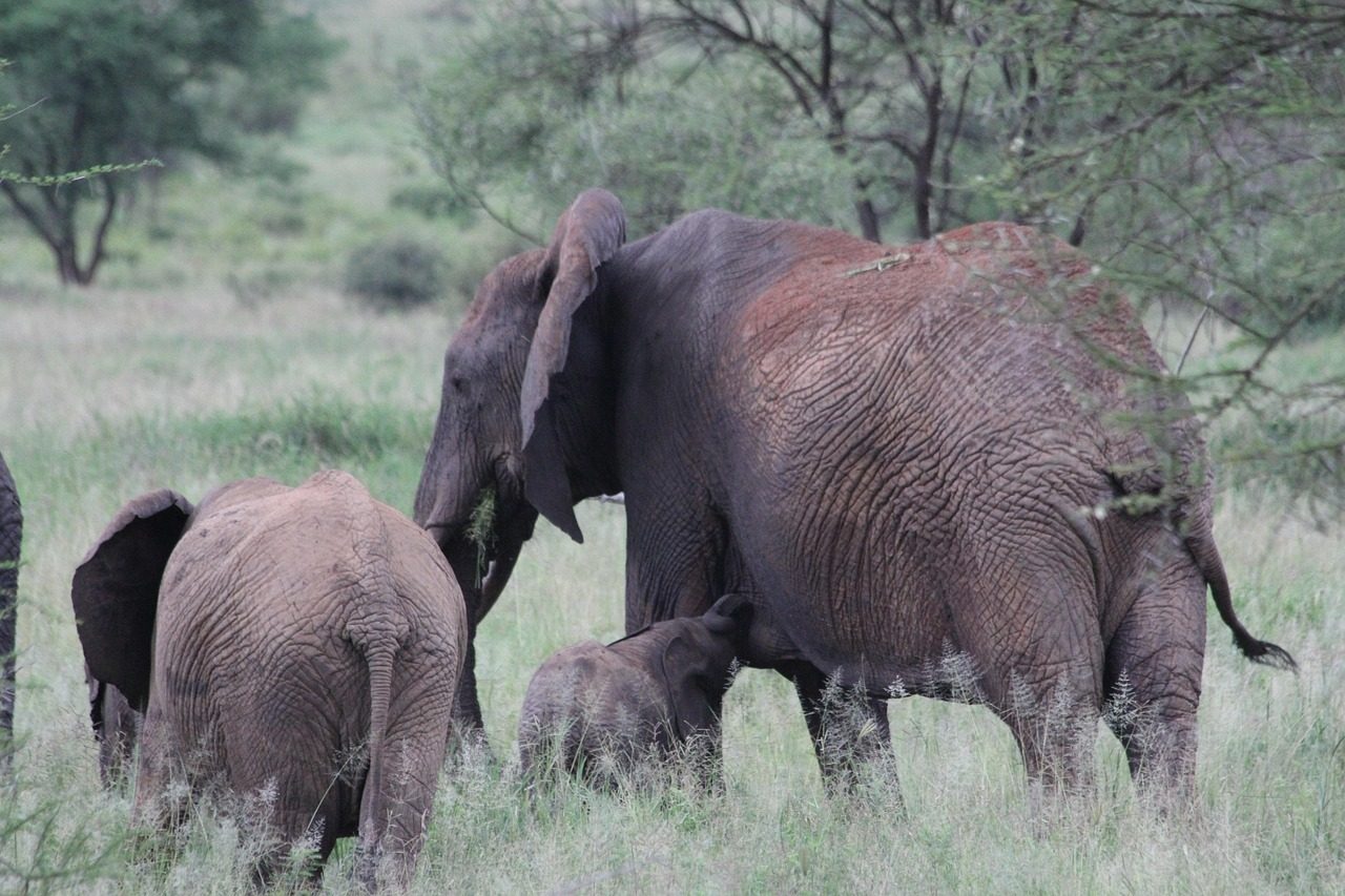 Tarangire