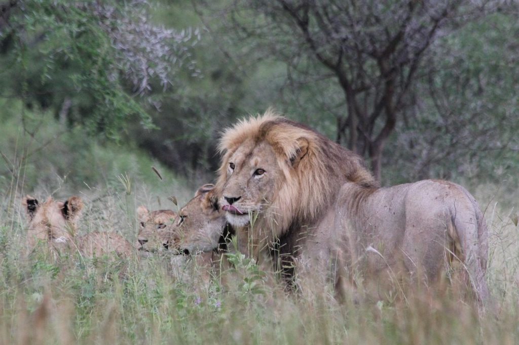 Tarangire lion