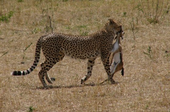 3 Days Masai Mara Flying Safari from Nairobi