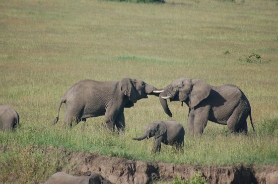 6 Days Amboseli, Lake Nakuru & Masai Mara Kenya Safari