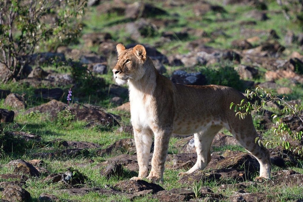 Masai Mara wildlife