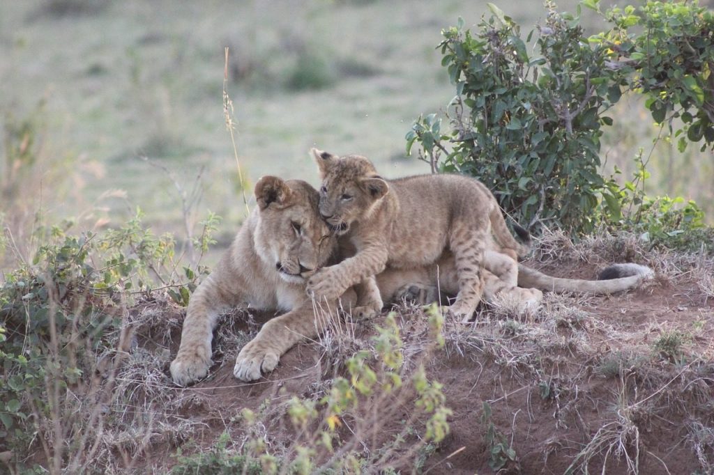 Masai Mara safari