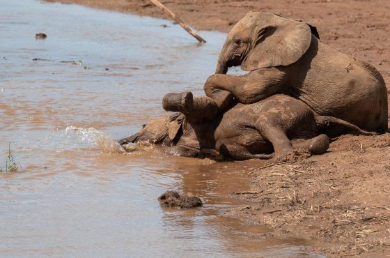 3 Days Scenic Samburu Luxury Flying Safari