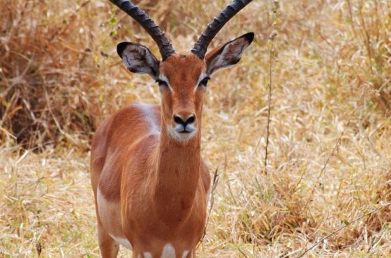 3 Days Amboseli & Tsavo East National Park Safari