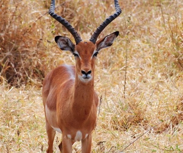 3 Days Amboseli & Tsavo East National Park Safari